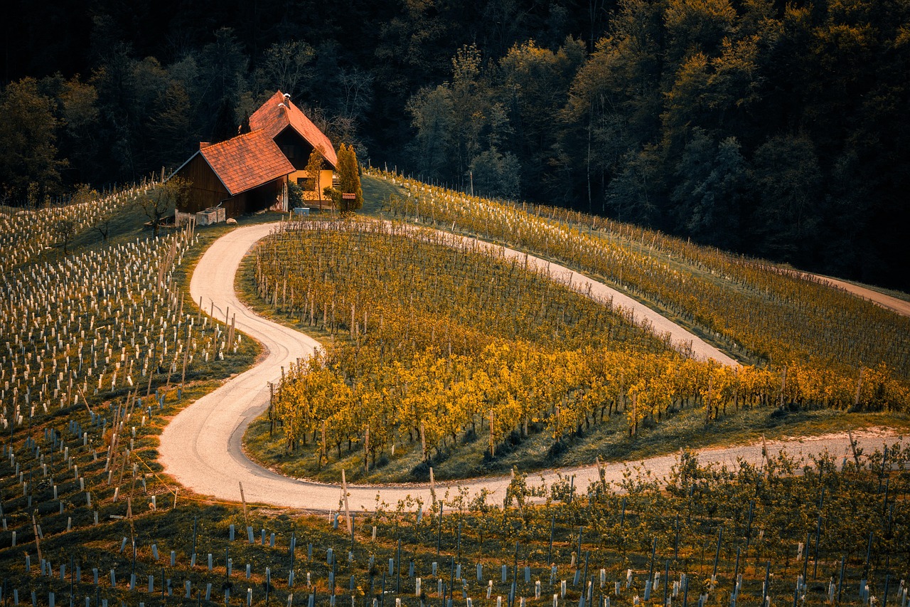 Weinbergsreihen im Herbst